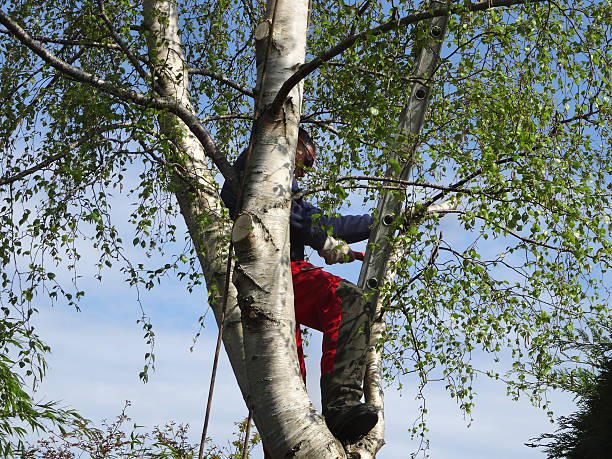 How Our Tree Care Process Works  in  Hartington, NE